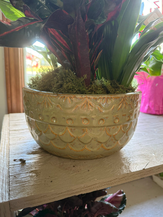 10” Dish Garden in Tan Ceramic Pot