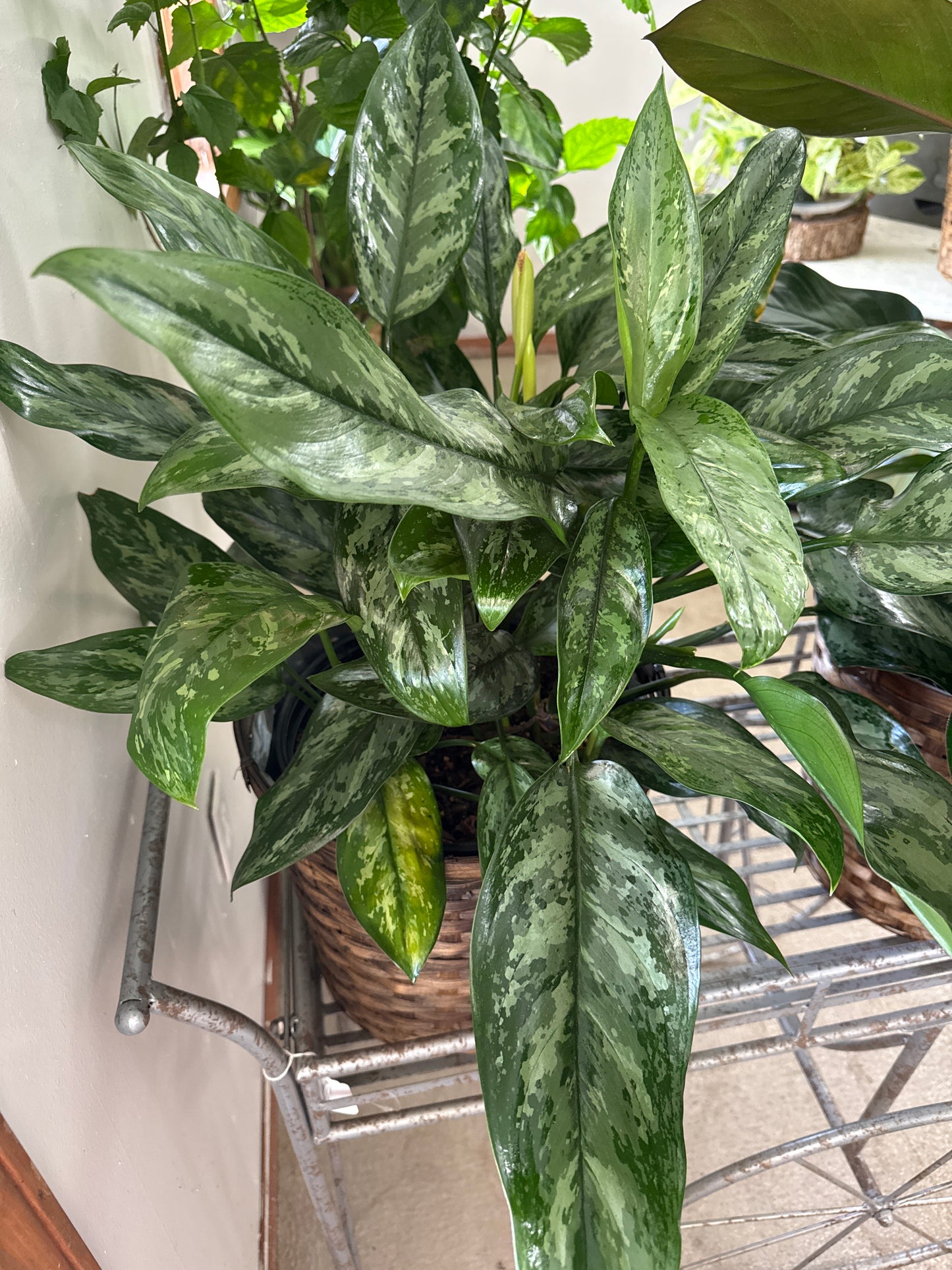 10” Dark Chinese Evergreen in a Basket