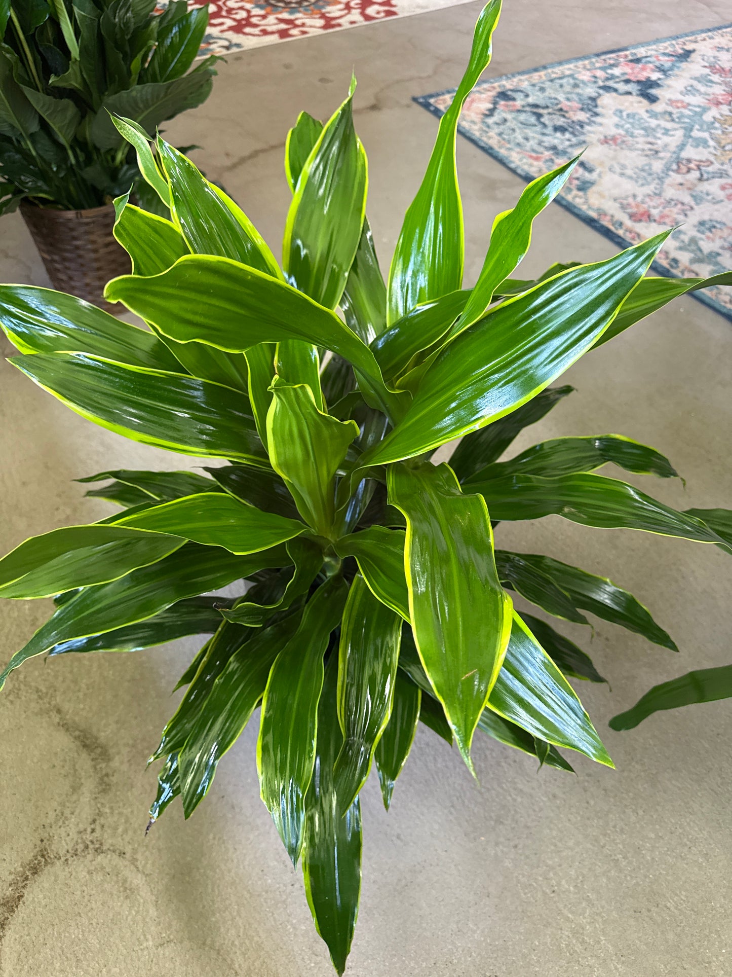 8” Corn Plant