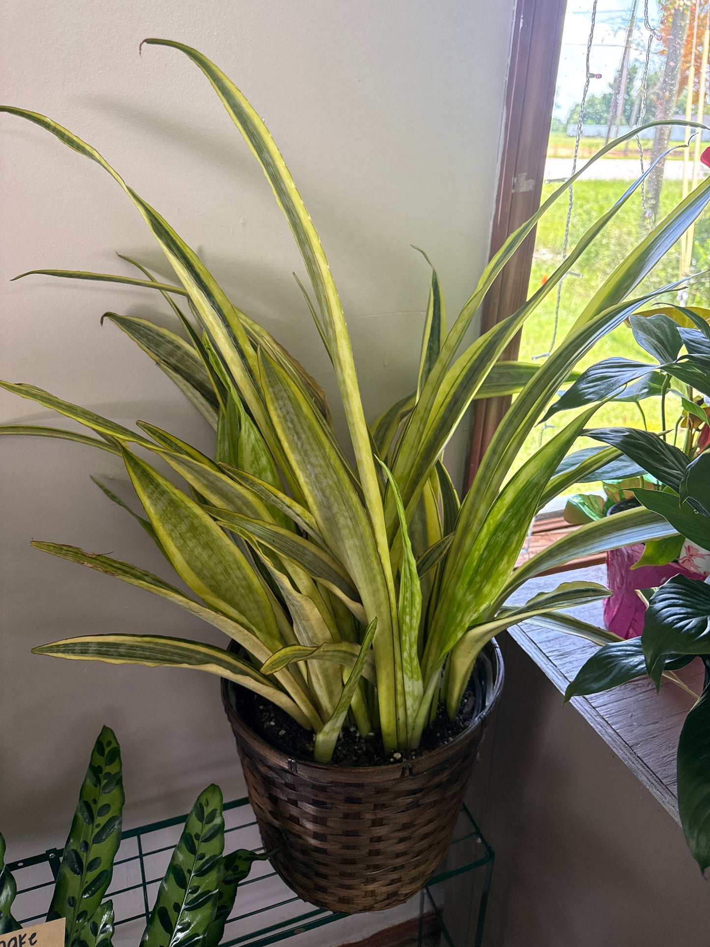 10” Mother In Law in a Basket
