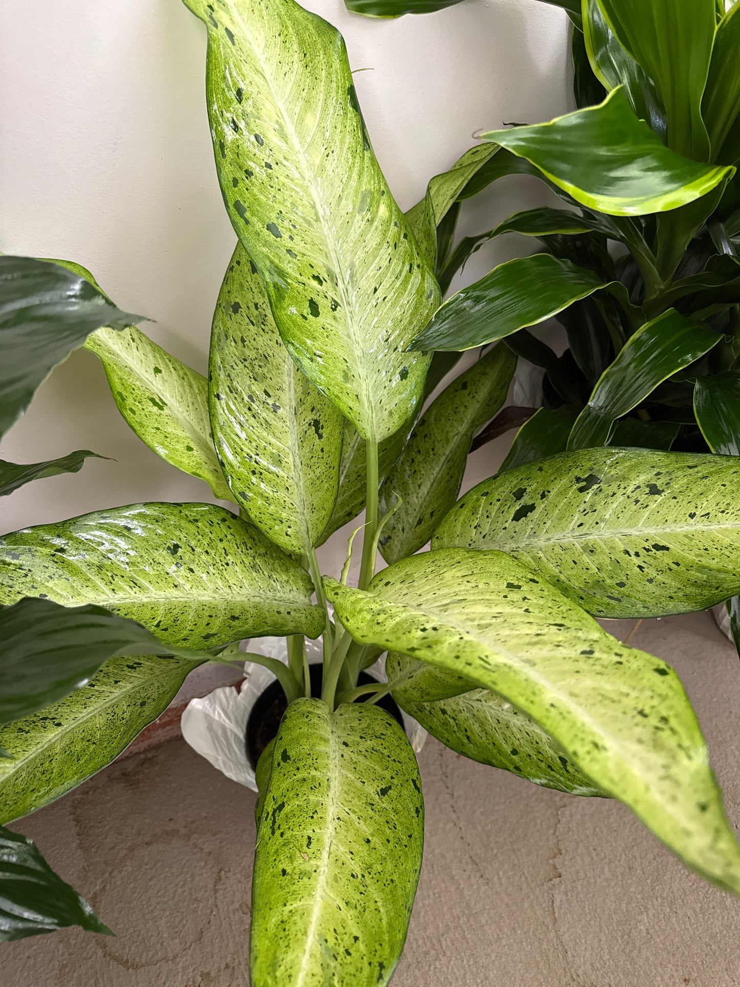 8” Dumb Cane
