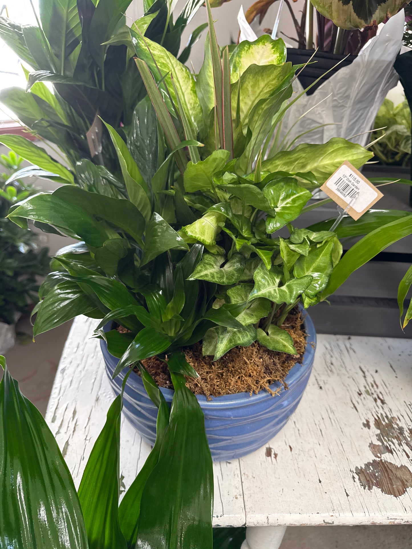 10” Dish Garden