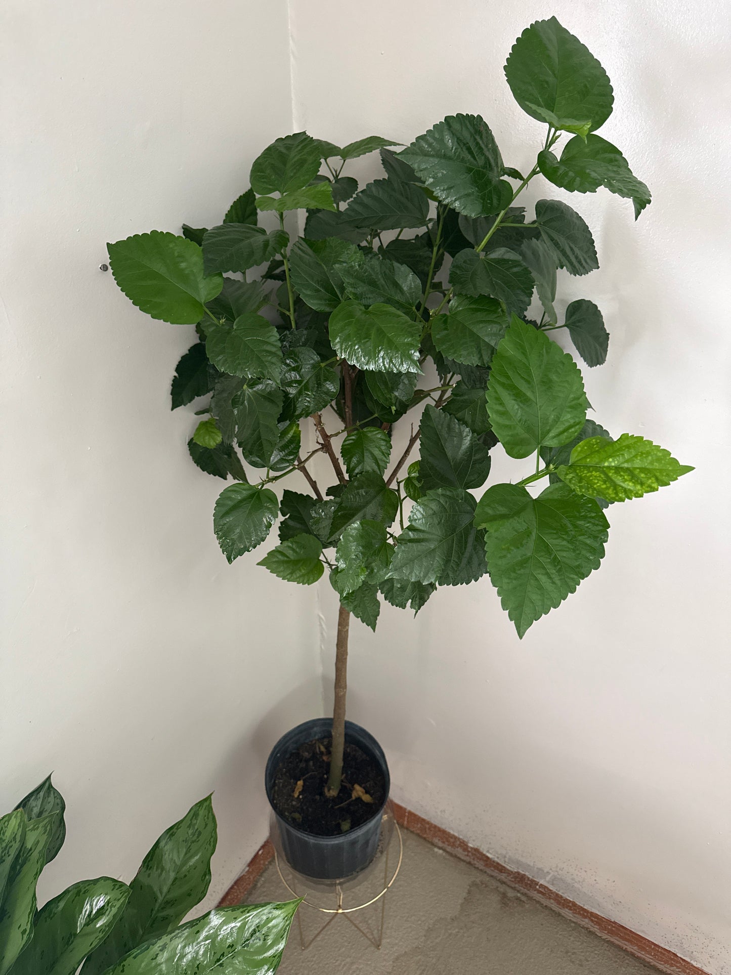10” Hibiscus Tree