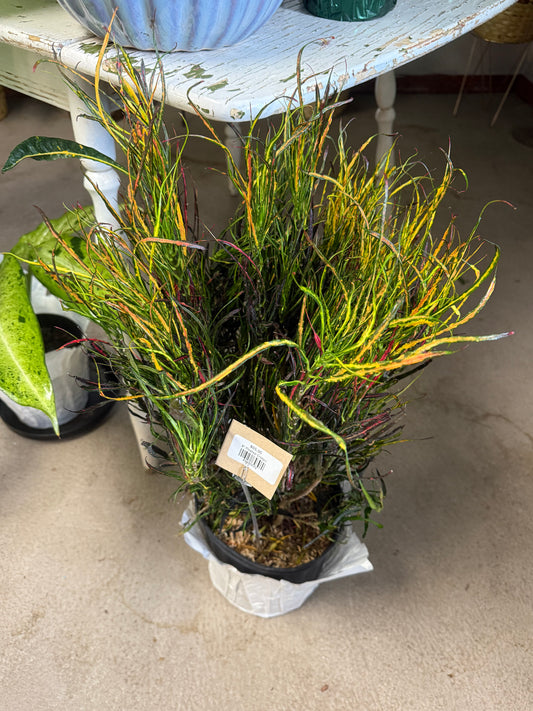 8” Picasso Croton