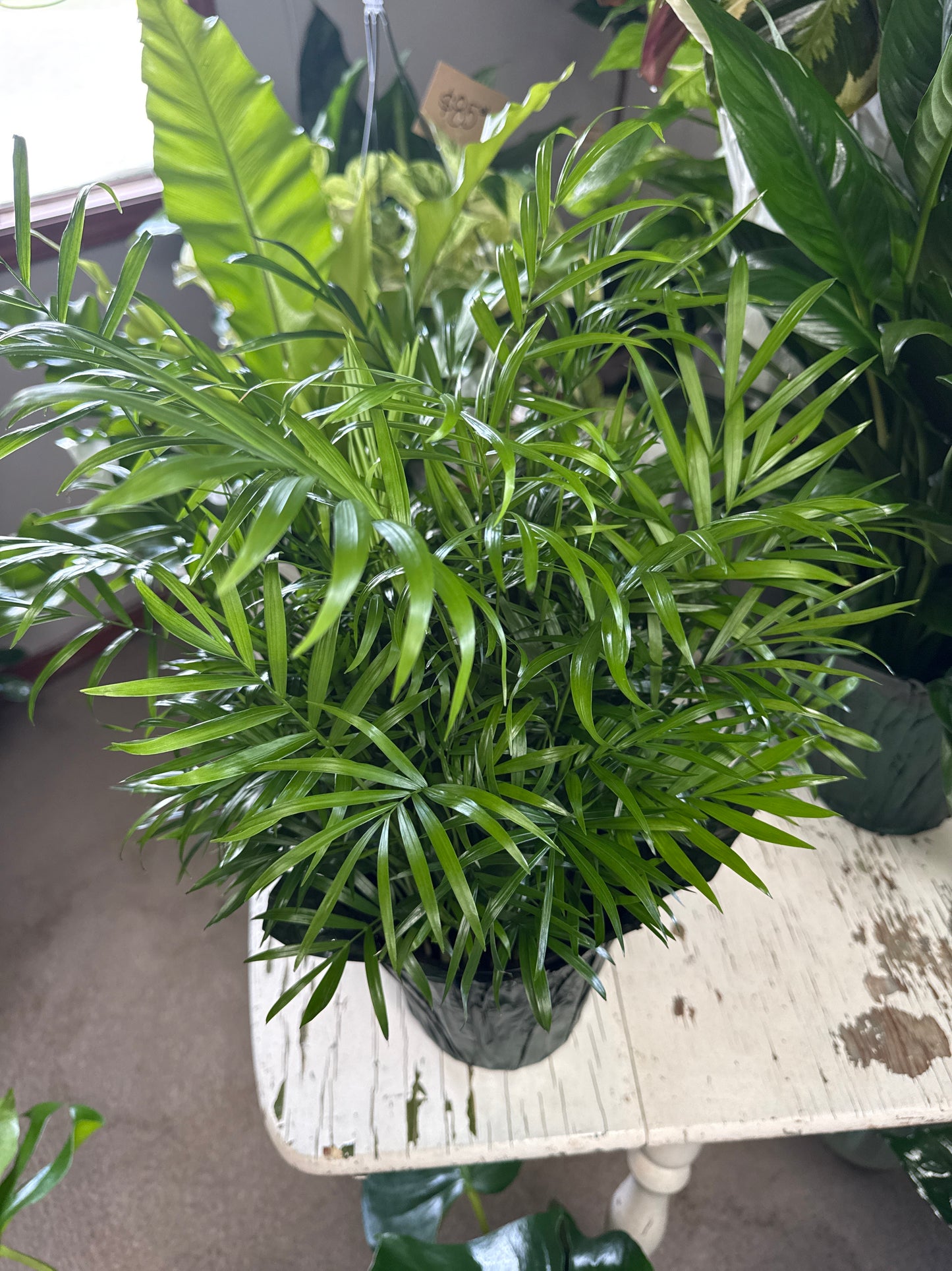 6” Palm