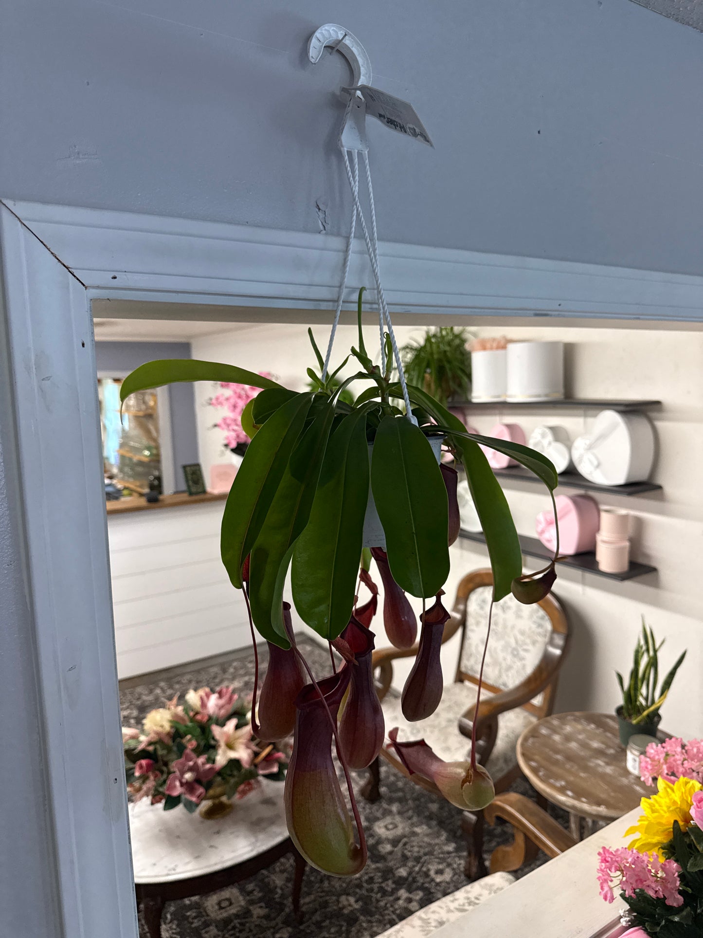 8” Pitcher Plant