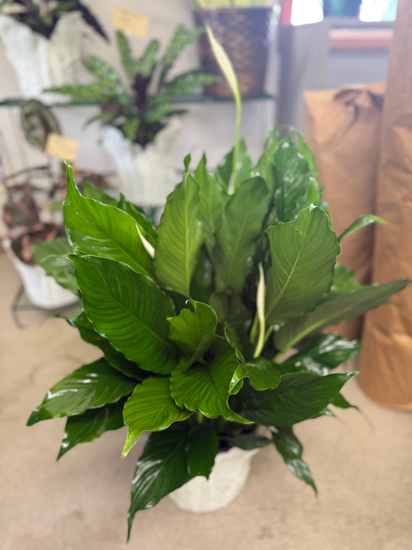 8” Peace Lily