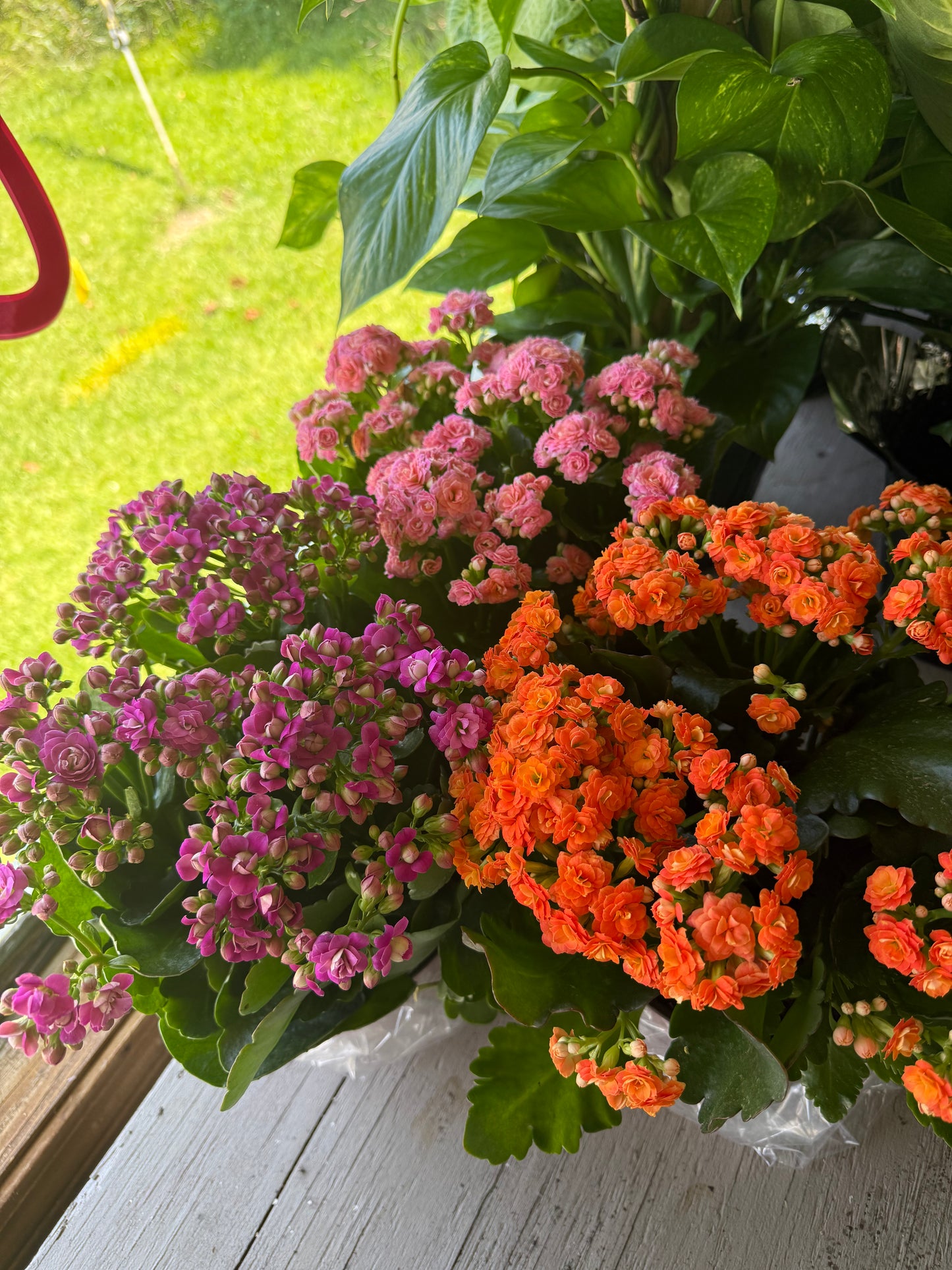 6” Kalanchoe