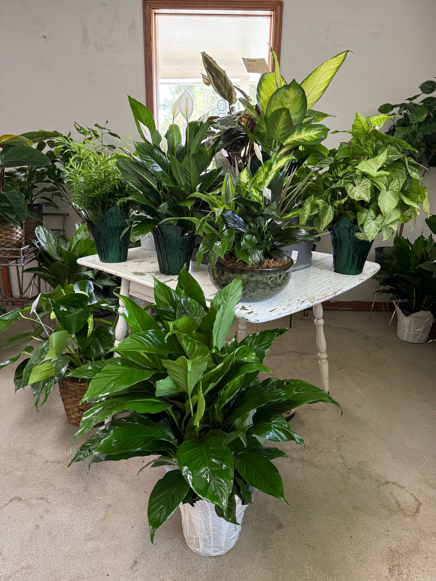 Live Plants