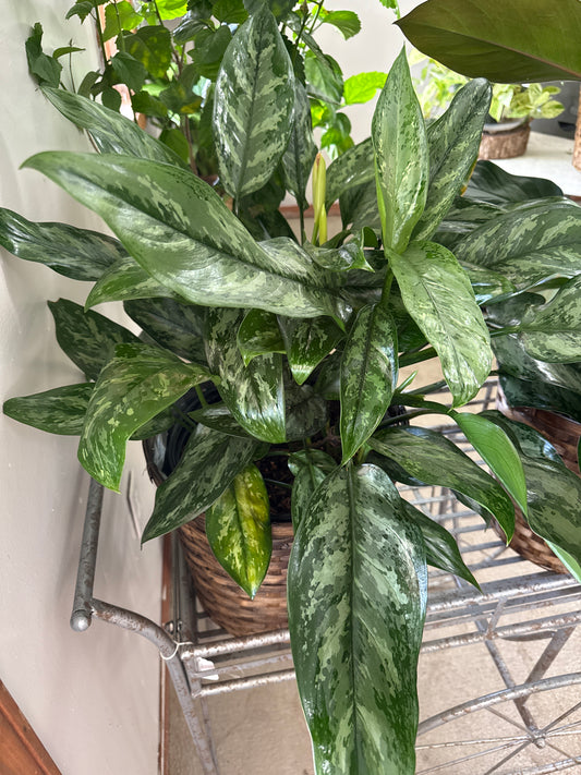 10” Dark Chinese Evergreen in a Basket