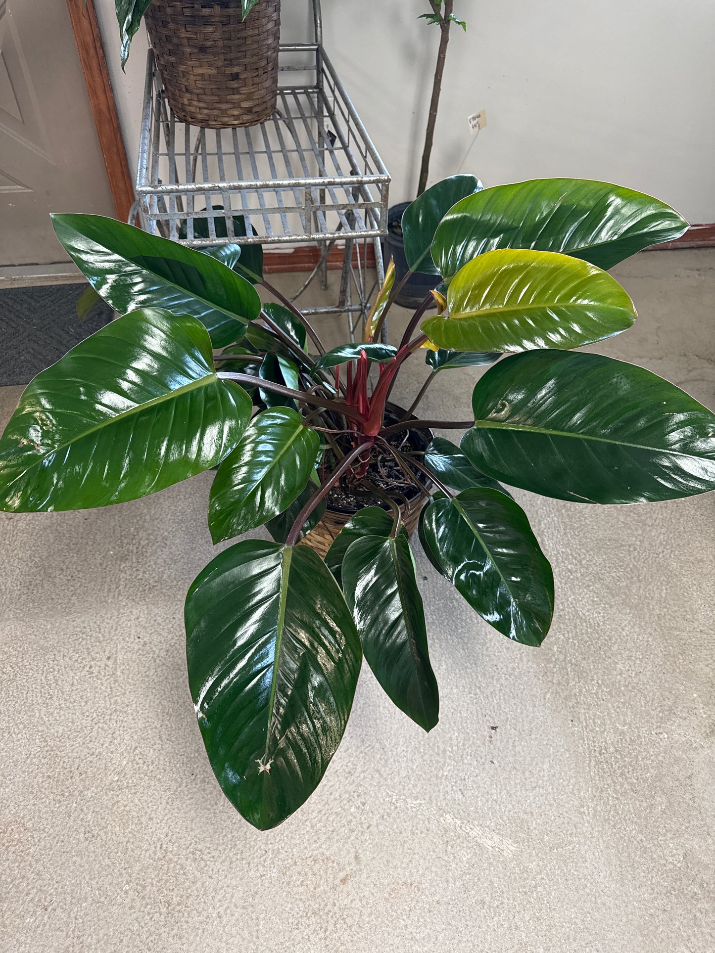 10” Green Congo in a Basket