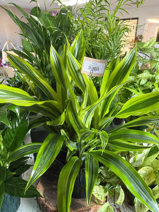 6” Lemon Lime