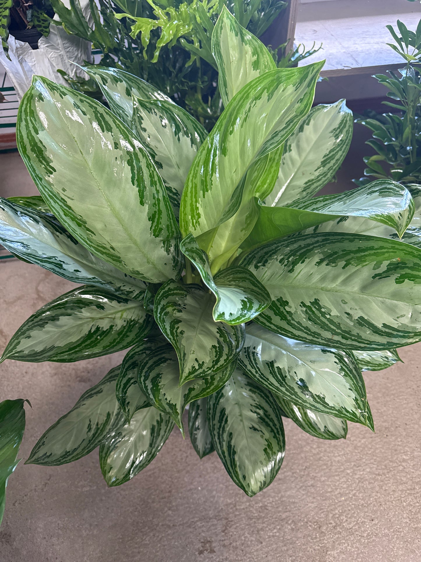 8” Silver Bay