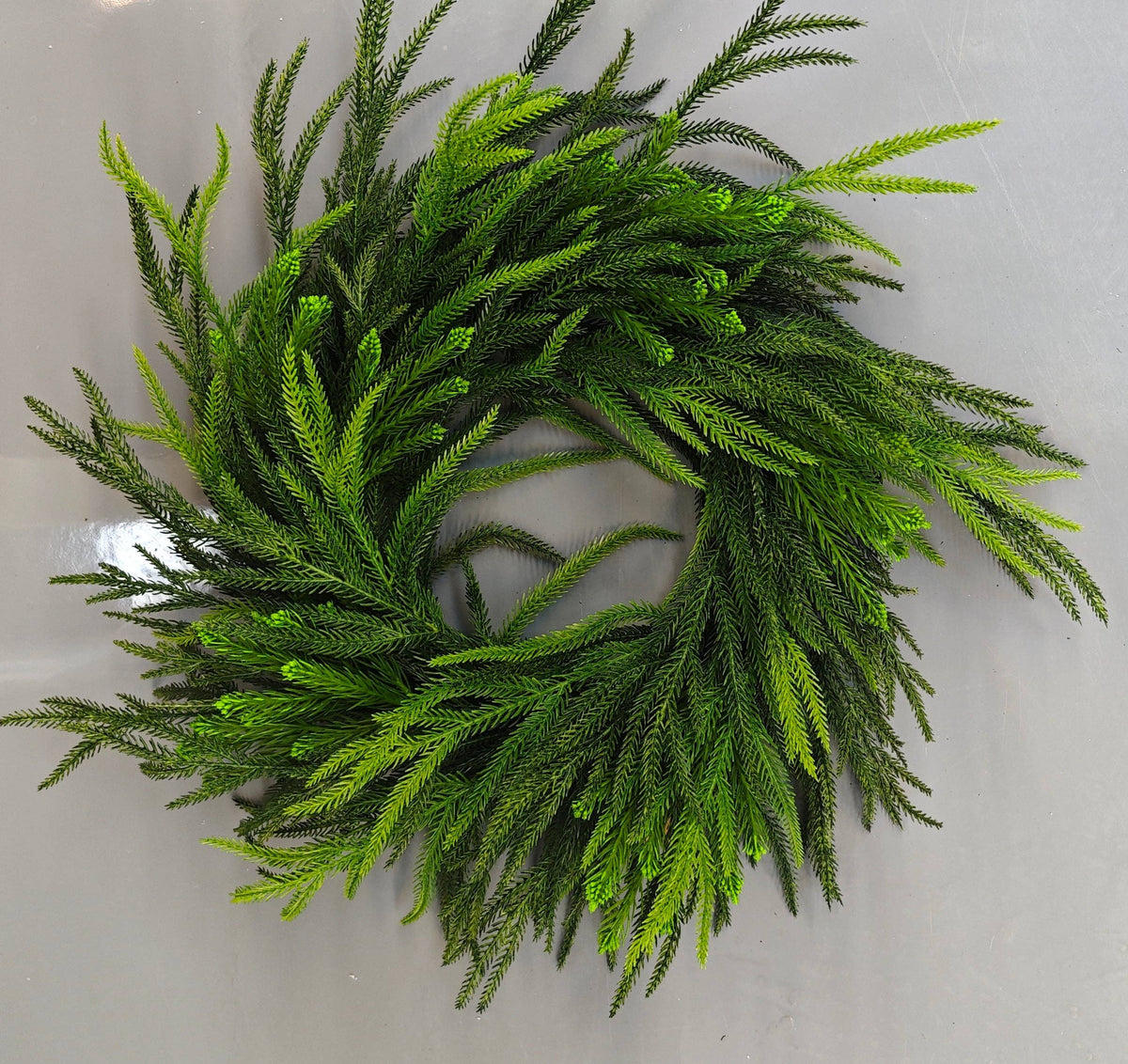 Norfolk Pine Wreath, 22"