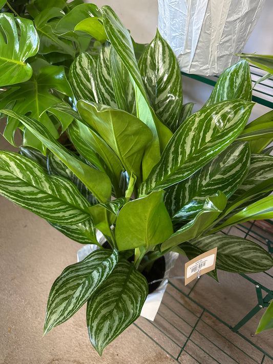 8” Chinese Evergreen