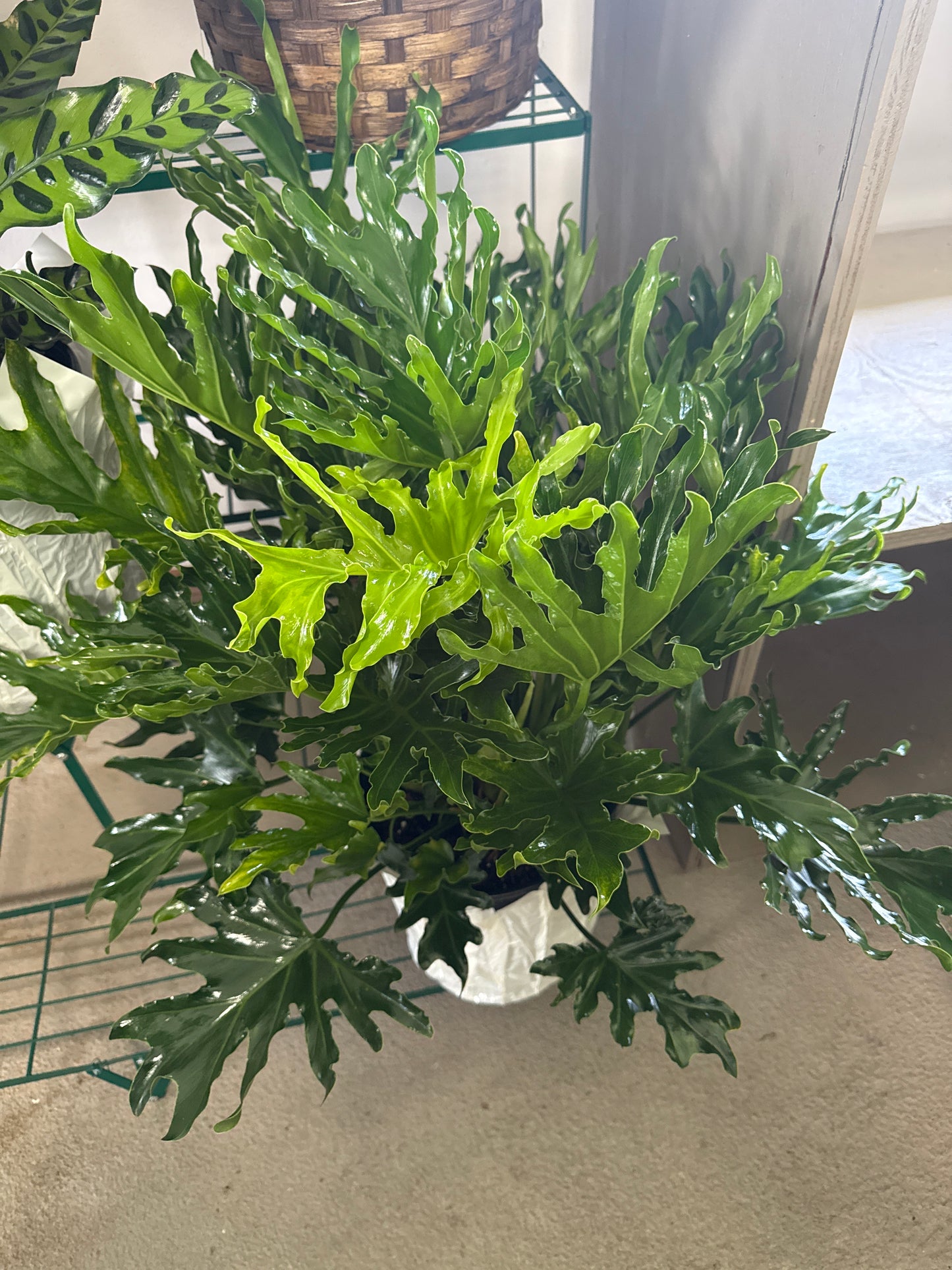 8” Split Leaf