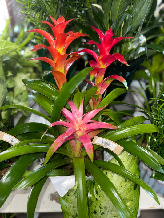 8” Triple Bromeliad