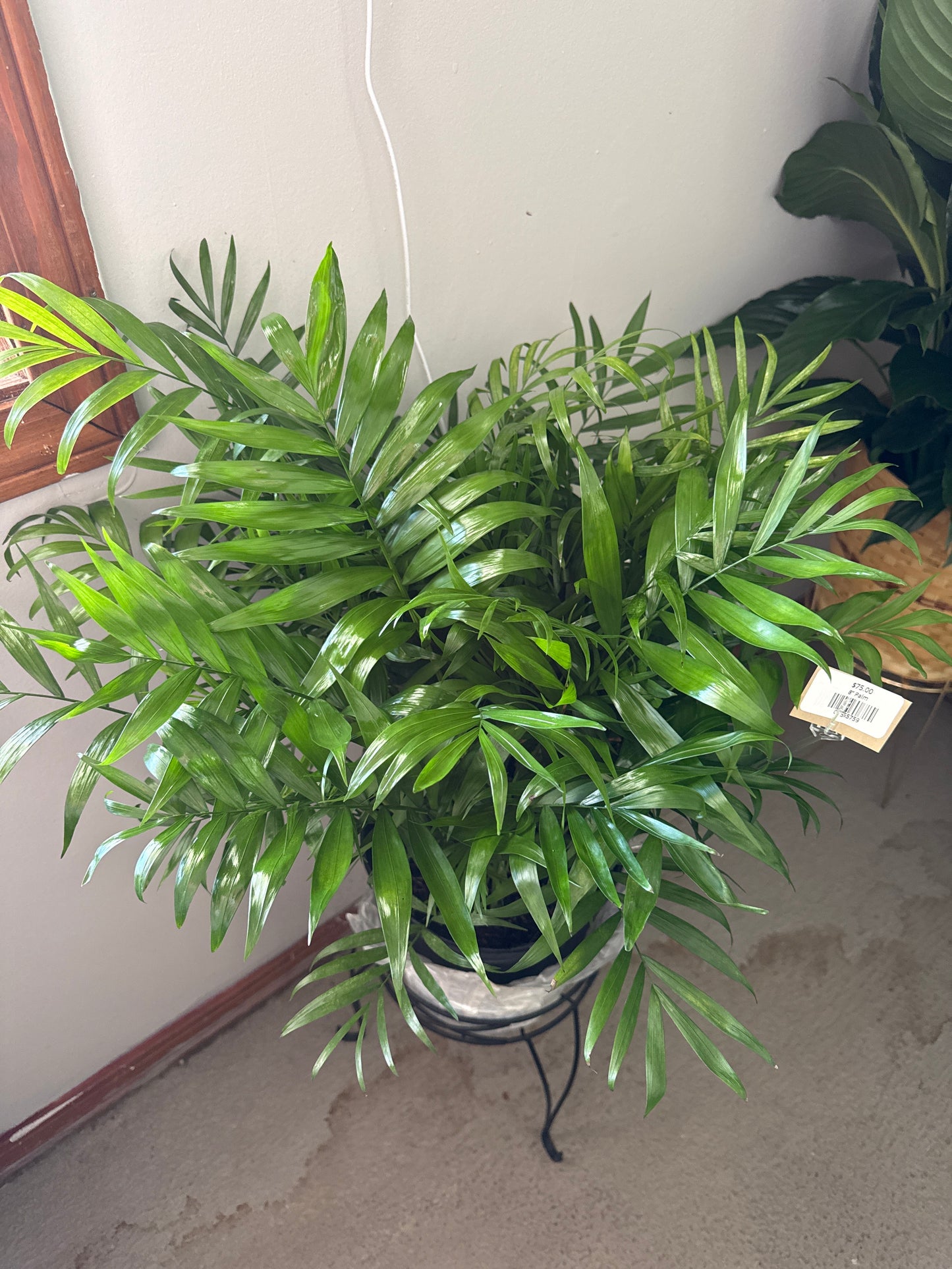 8” Palm