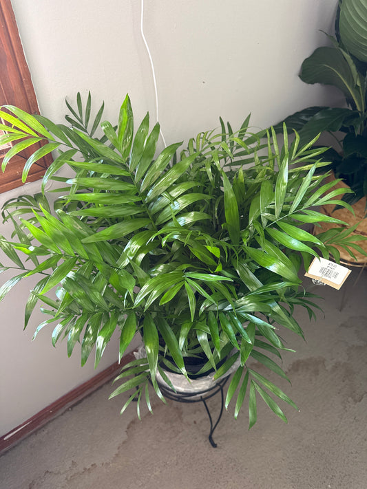 8” Palm