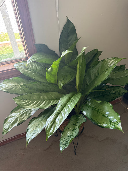 10” Light Chinese Evergreen in a Basket