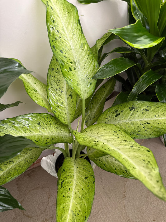 8” Dumb Cane
