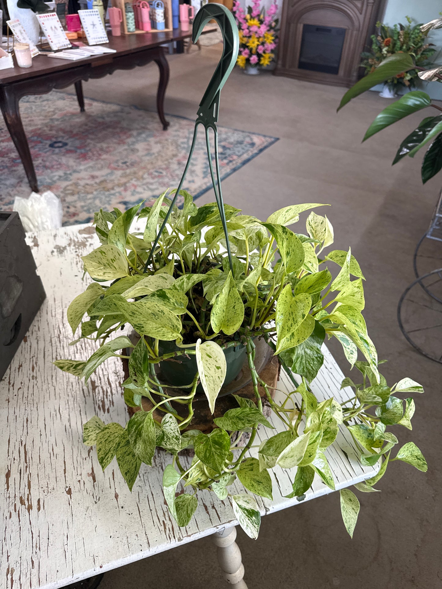 8” Hanging Variegated Pothos
