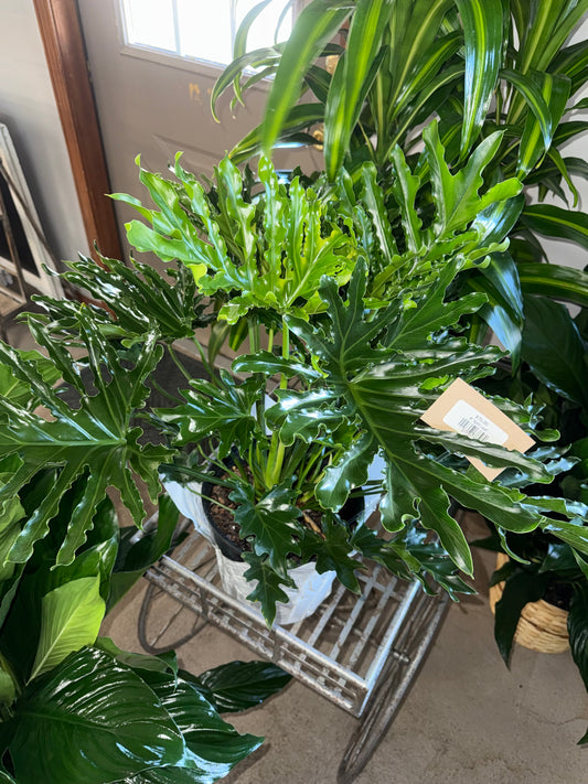8” Split Leaf