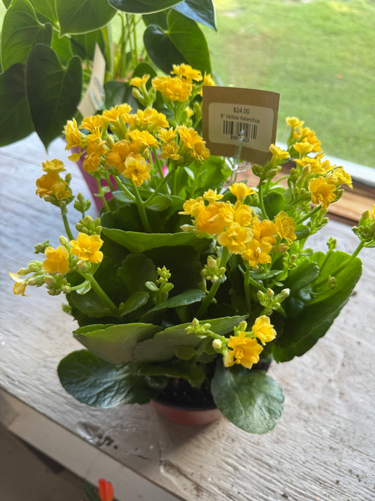 6” Yellow Kalanchoe