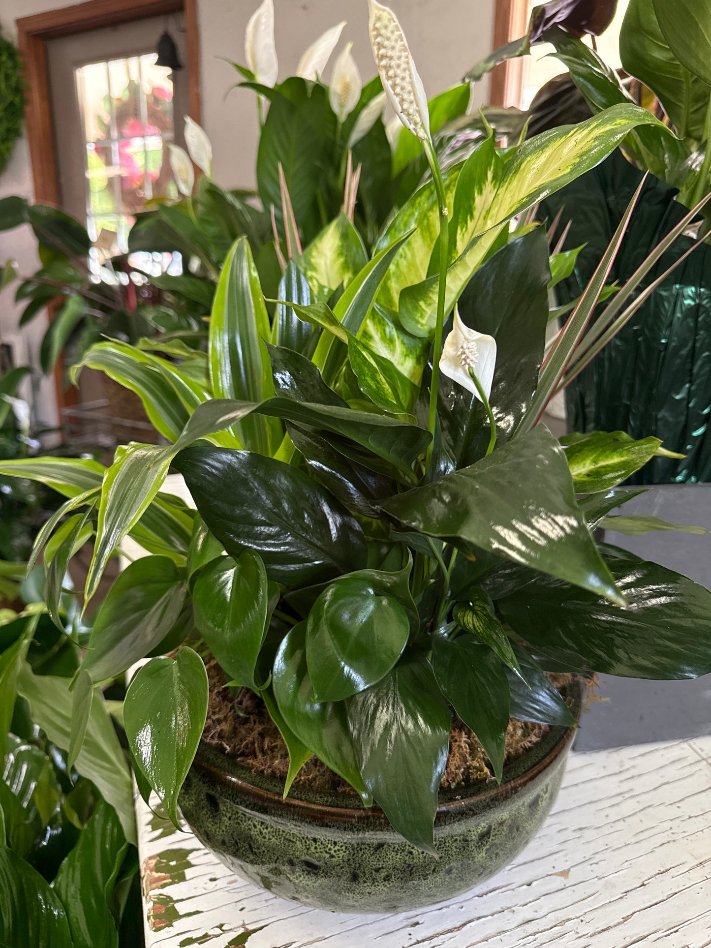 10” Dish Garden