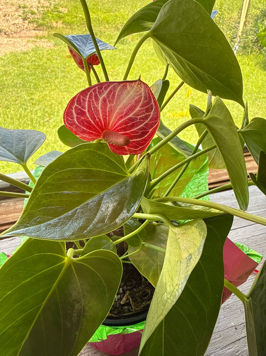 6” Red Anthurium