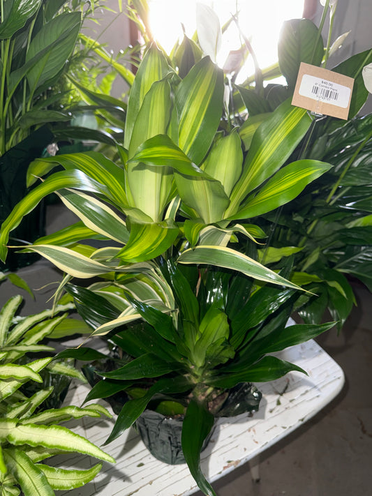 6” Combo Plant