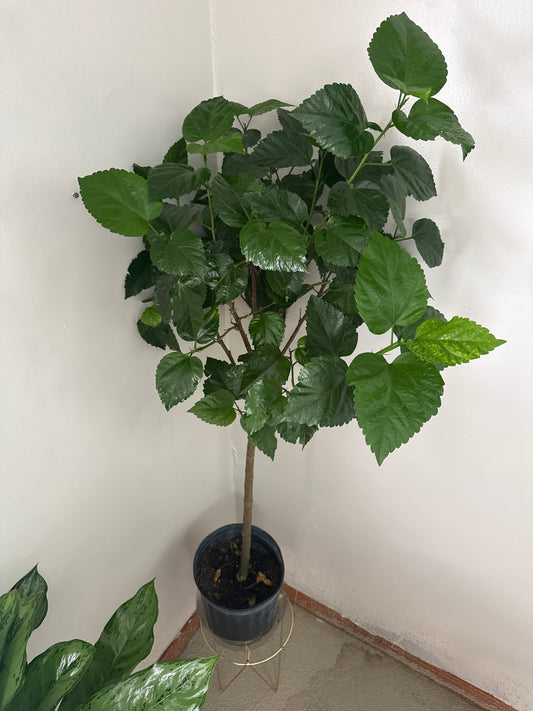 10” Hibiscus Tree