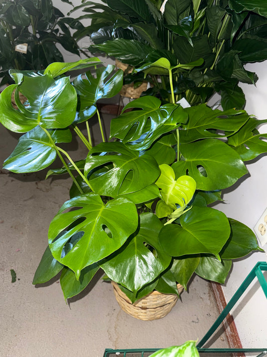 10” Monstera