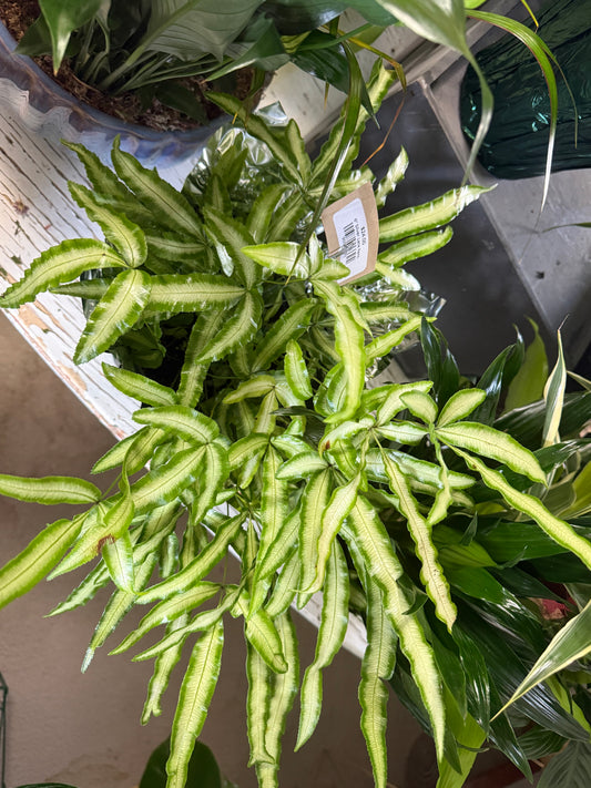 6” Silver Lace Fern