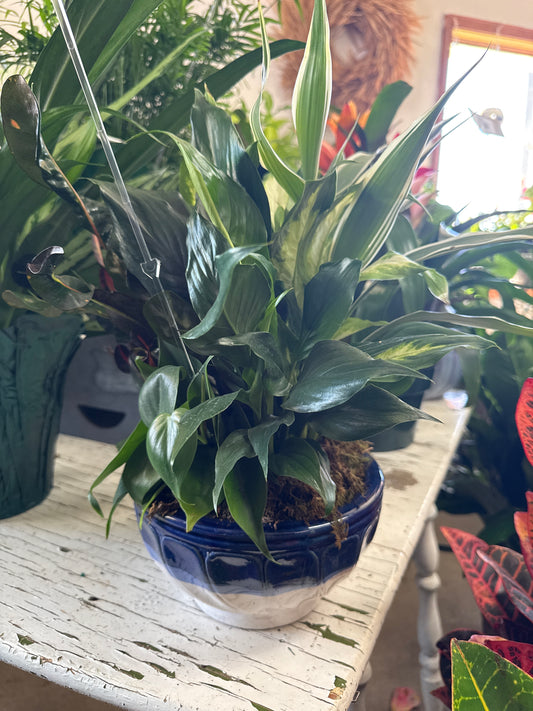 8” Dish Garden in Blue and White  Ceramic Pot