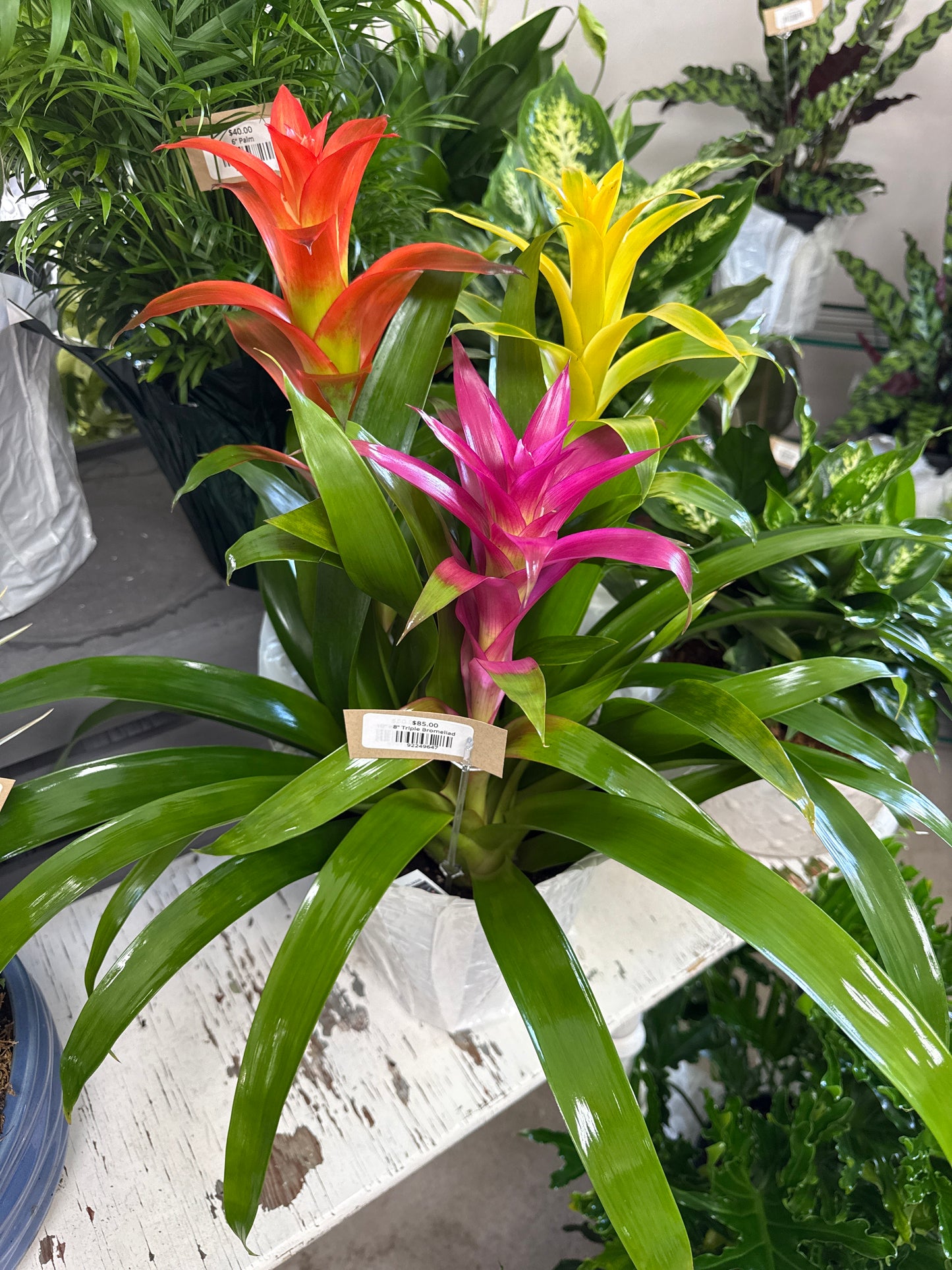 8” Triple Bromeliad