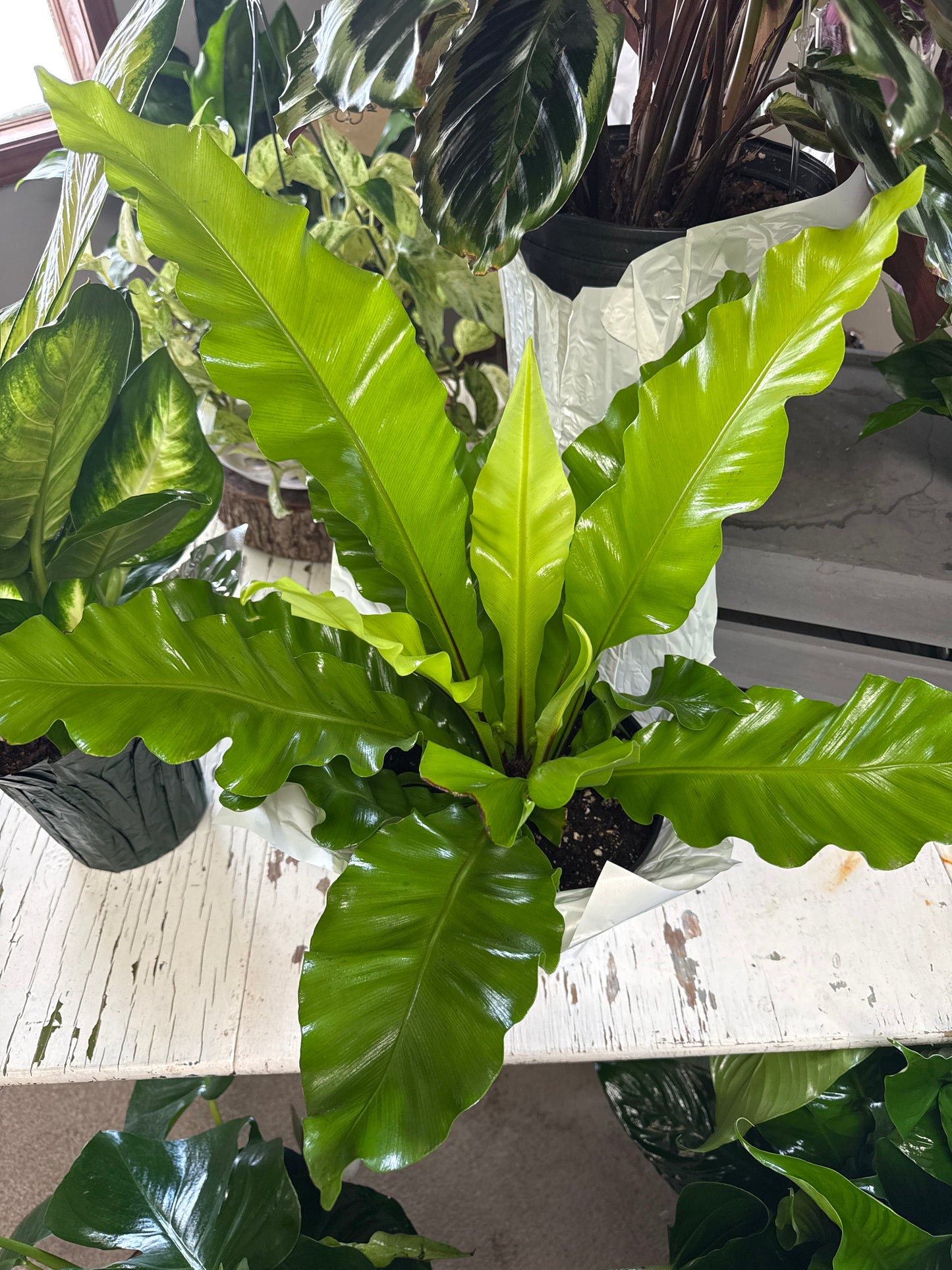 8” Birds Nest Fern