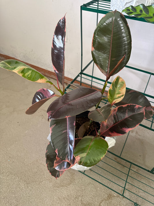 8” Pink Rubber Leaf Bush