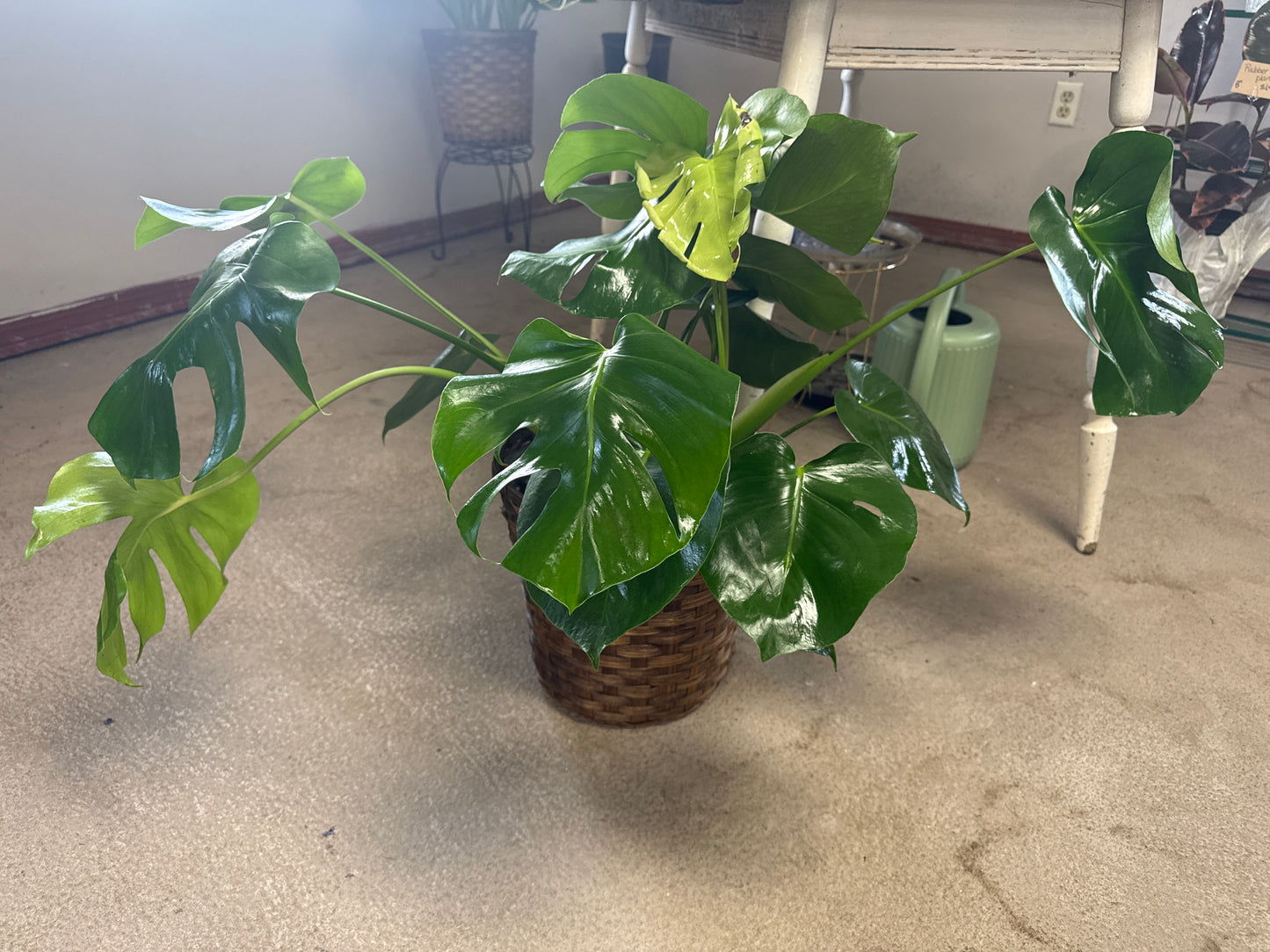 10” Monstera