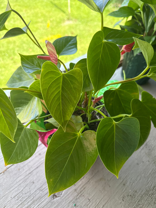 6” Red Anthurium