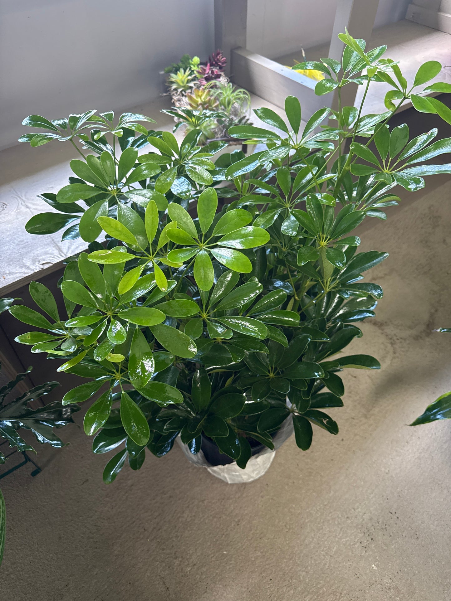 8” Umbrella Tree