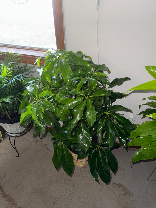 10” Umbrella Tree