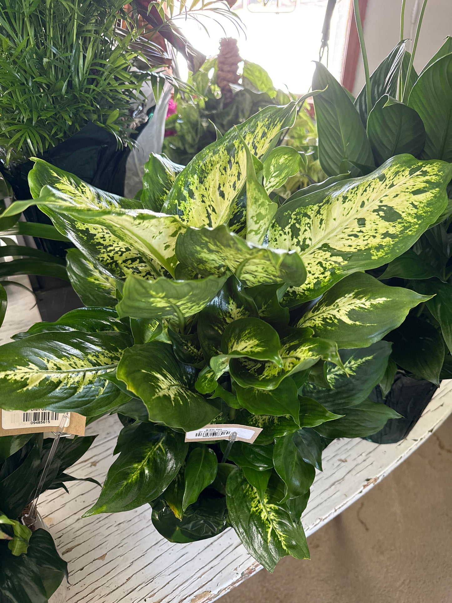 6” Dumb Cane