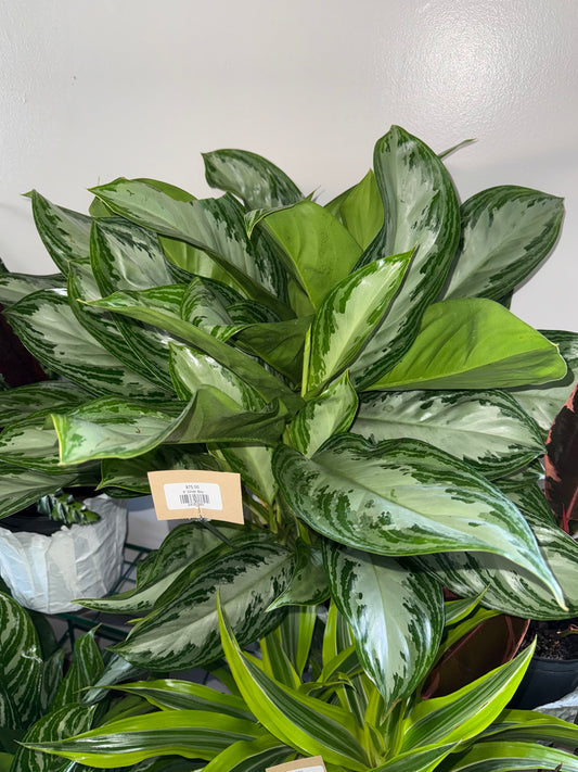 8” Silver Bay