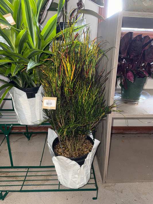 8” Picasso Croton