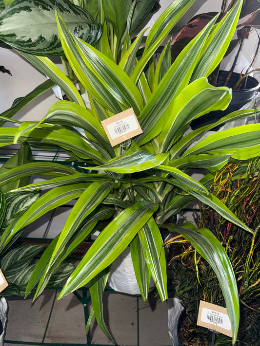 8” Lemon Lime