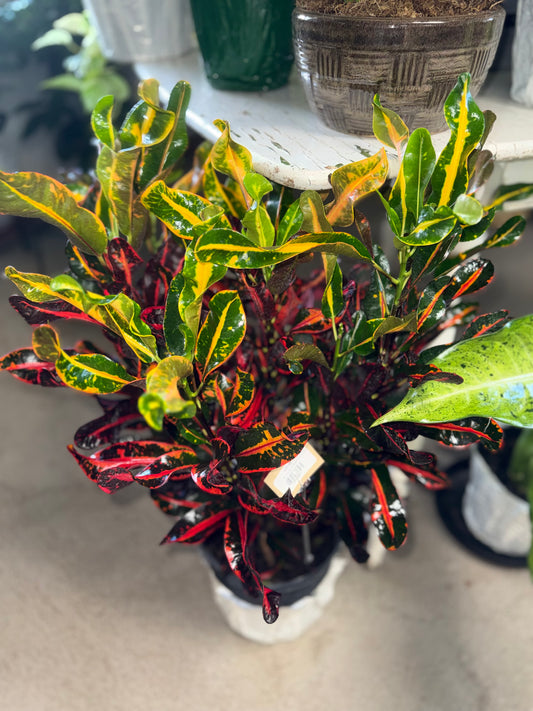 8” Curly Croton