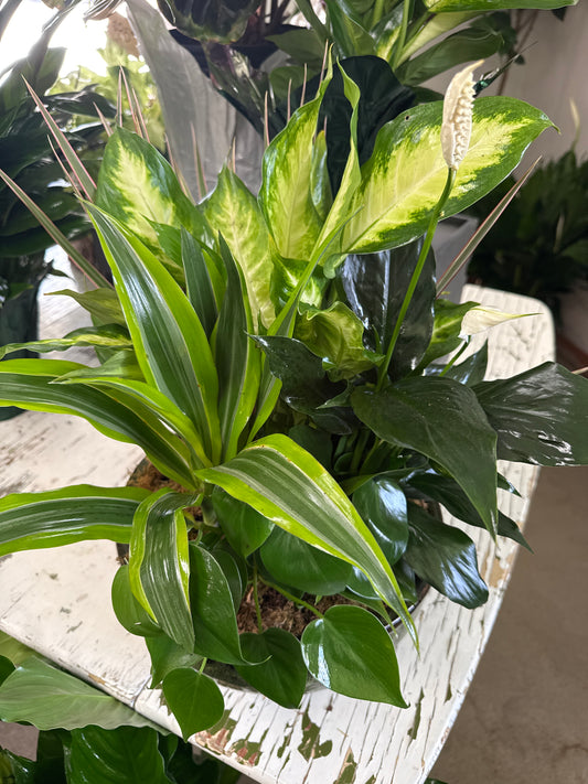 10” Dish Garden