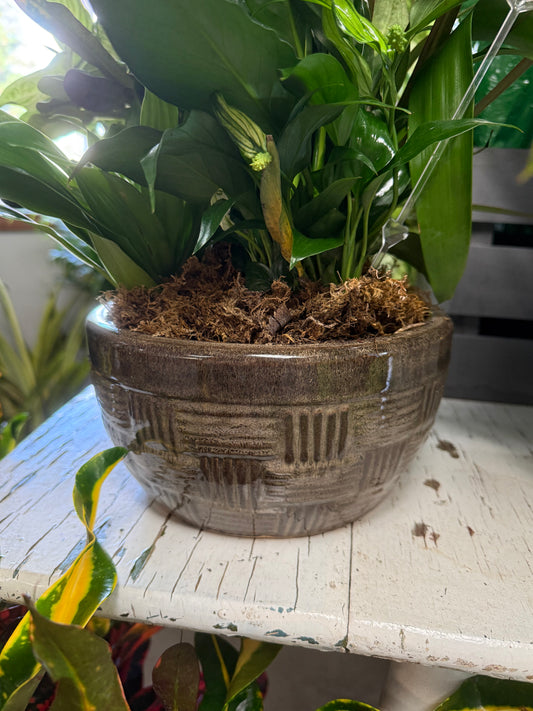 8” Dish Garden in Brown Ceramic Pot