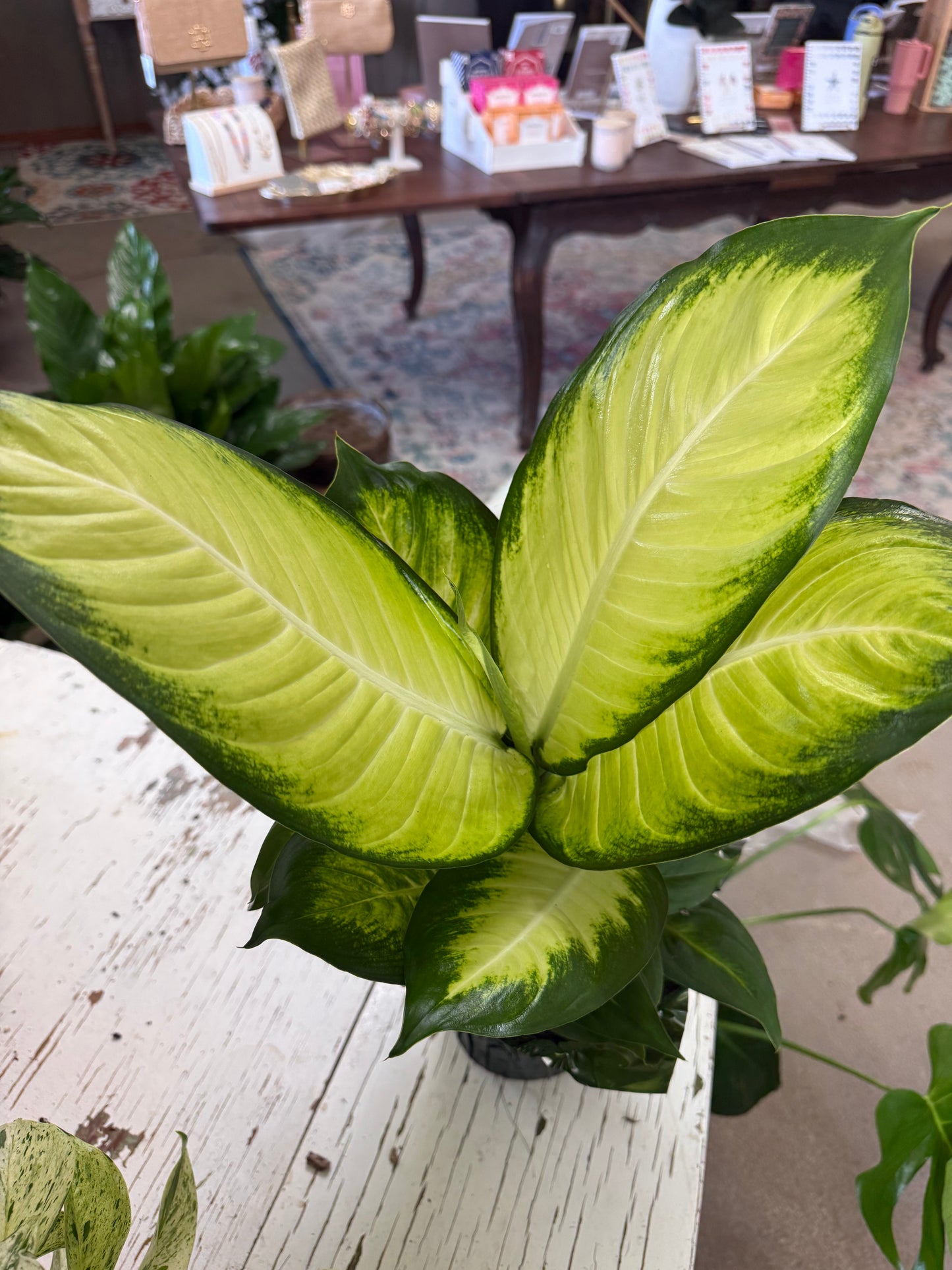 6” Dumb Cane